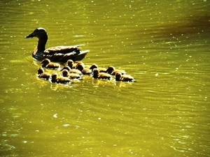 MEI 2011 104