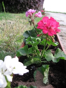 Pelargoniums mei 2011 005