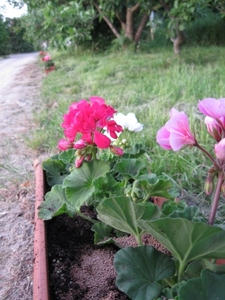 Pelargoniums mei 2011 006