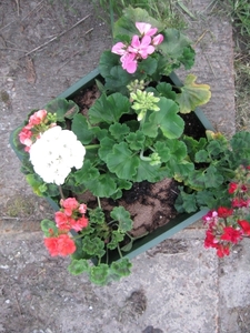 Pelargoniums mei 2011 007
