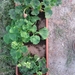 Pelargoniums mei 2011 008