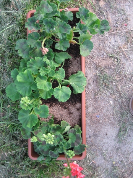 Pelargoniums mei 2011 008