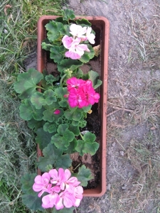Pelargoniums mei 2011 009