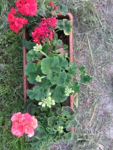 Pelargoniums mei 2011 010
