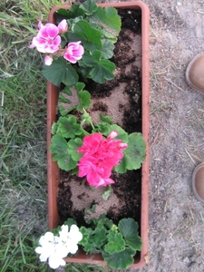 Pelargoniums mei 2011 013