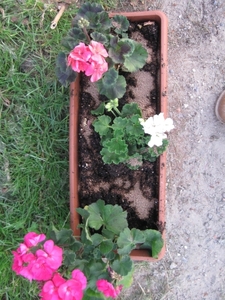 Pelargoniums mei 2011 014