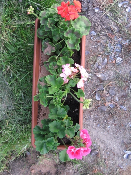 Pelargoniums mei 2011 015