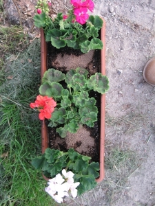 Pelargoniums mei 2011 016