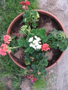 Pelargoniums mei 2011 018