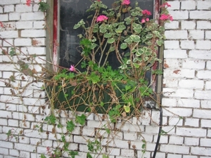 Pelargoniums mei 2011 019