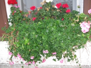 Pelargoniums mei 2011 022