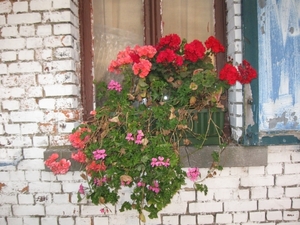 Pelargoniums mei 2011 023