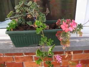 Pelargoniums mei 2011 024