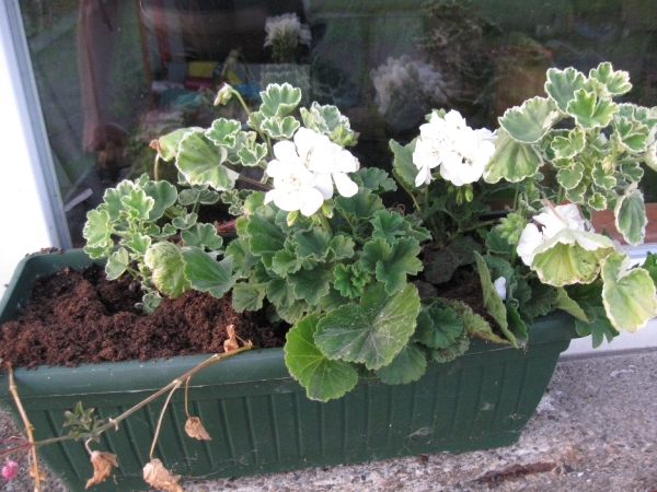 Pelargoniums mei 2011 027