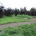De tuin in half mei 001