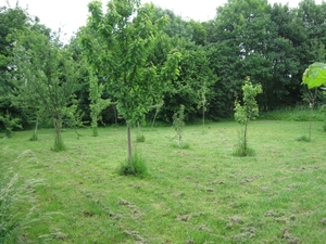 De tuin in half mei 002