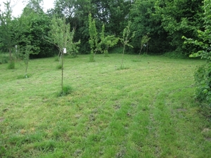 De tuin in half mei 003