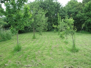 De tuin in half mei 005