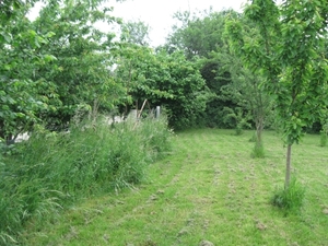 De tuin in half mei 006