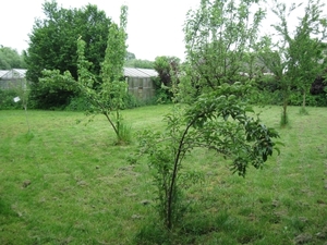 De tuin in half mei 010