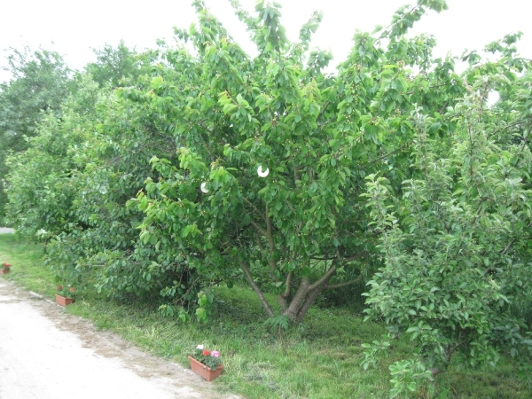 De oudere fruitbomen