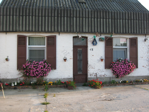 3 jarige rankgerariums op mijn vensterbank