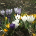 crocus