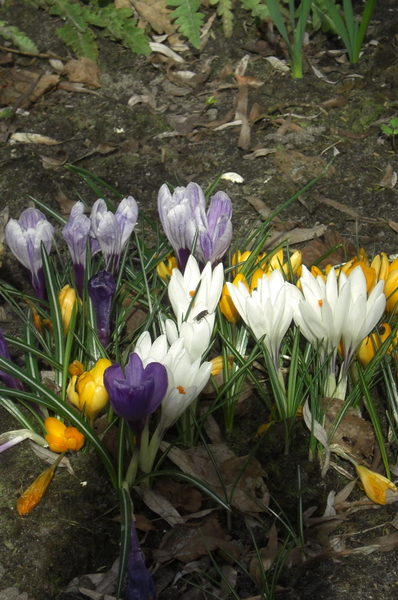 crocus