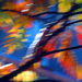 rhus 2
