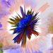 explo    (oorspronkelijk :een bloem)