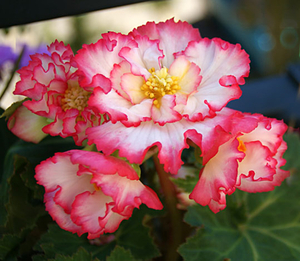 begonia