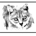 kattenkop