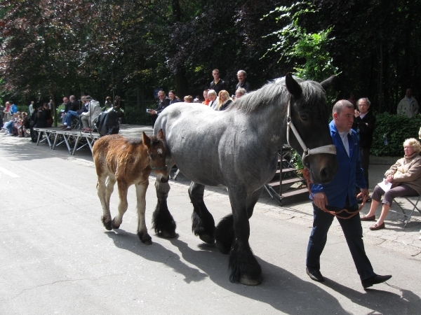 Grimbergen Sint-Servaas ommegang 2011 188