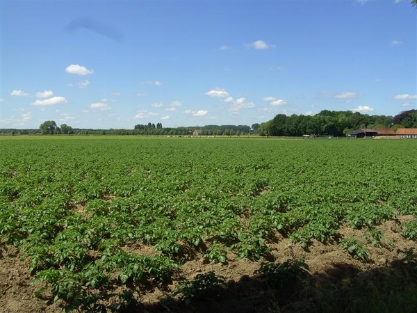 002   Wij plantten ne keer patatten