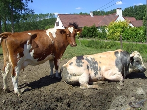 029   Koetje  en haar  roze stier