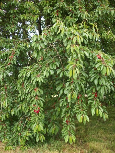 13-Krieken volop in bloei