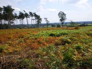 landschap