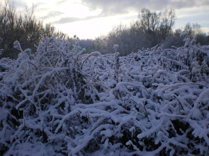 winter dec 2010 022