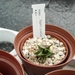 Succulent Tissue Culture Robert Wellens