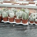 Succulent Tissue Culture Robert Wellens 1