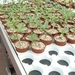 Succulent Tissue Culture Robert Wellens  4