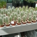 Succulent Tissue Culture Robert Wellens 5