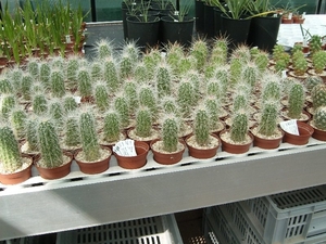 Succulent Tissue Culture Robert Wellens 5