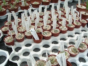 Succulent Tissue Culture Robert Wellens 6
