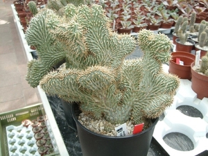 Succulent Tissue Culture Robert Wellens 7