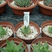 Succulent Tissue Culture Robert Wellens 8