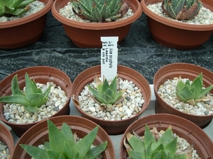 Succulent Tissue Culture Robert Wellens 8