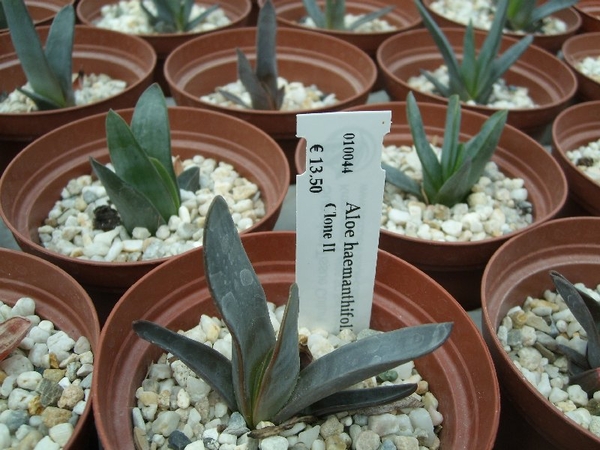 Succulent Tissue Culture Robert Wellens 9