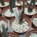 Succulent Tissue Culture Robert Wellens 10