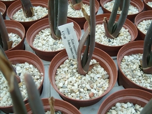 Succulent Tissue Culture Robert Wellens 10